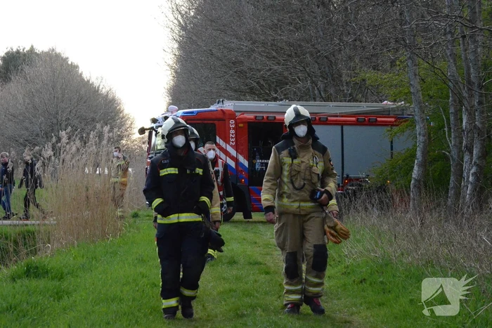 Brand in afgezaagde boom