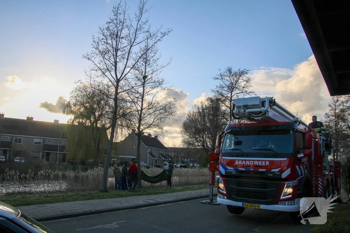 Brandweer haalt kat uit de boom