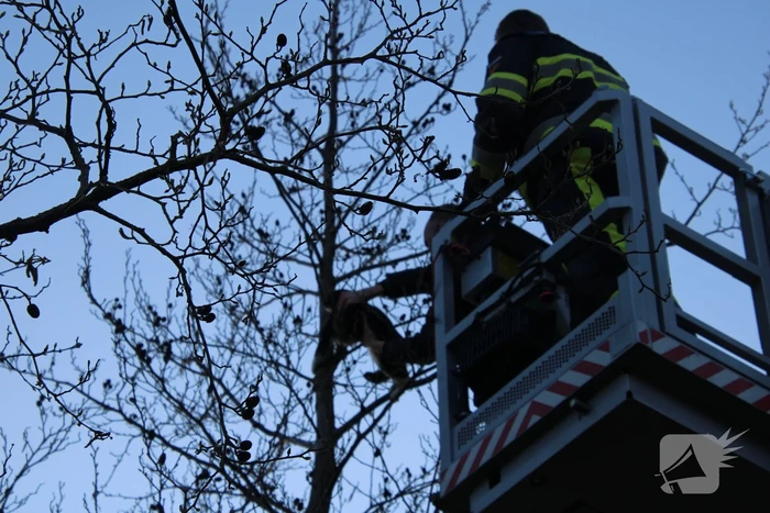 Brandweer haalt kat uit de boom
