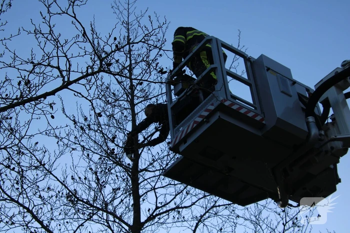 Brandweer haalt kat uit de boom