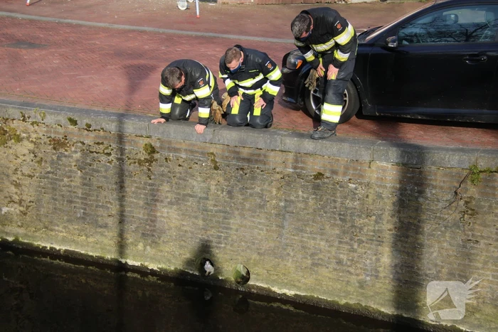 Brandweer doet reddingsactie voor kat in riool