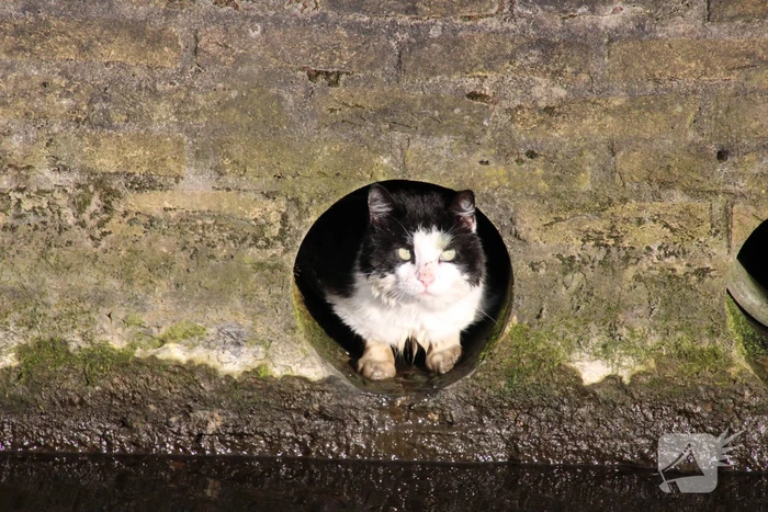 Brandweer doet reddingsactie voor kat in riool
