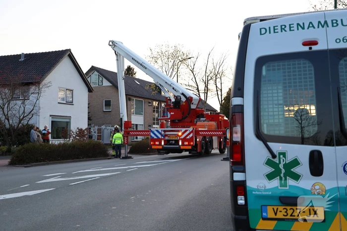 Brandweer en dierenambulance doen poging om vastzittende vogel te bevrijden