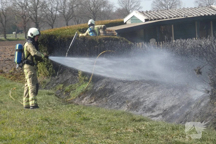Coniferenhaag in brand