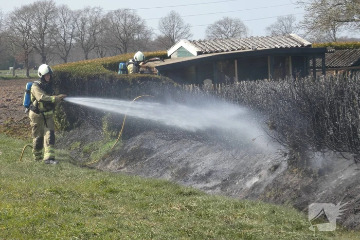 Coniferenhaag in brand