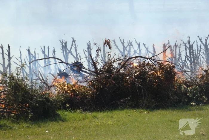 Coniferenhaag in brand