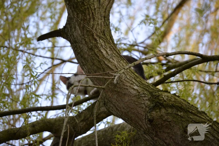 Kat vlucht boom in na beet van hond