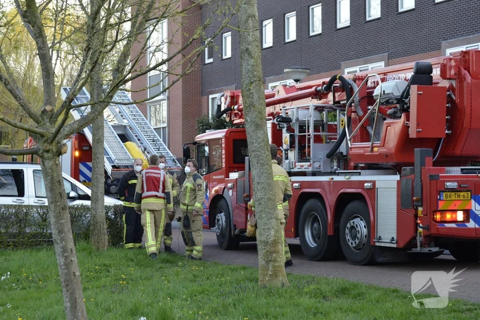 Kat vlucht boom in na beet van hond