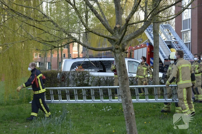 Kat vlucht boom in na beet van hond