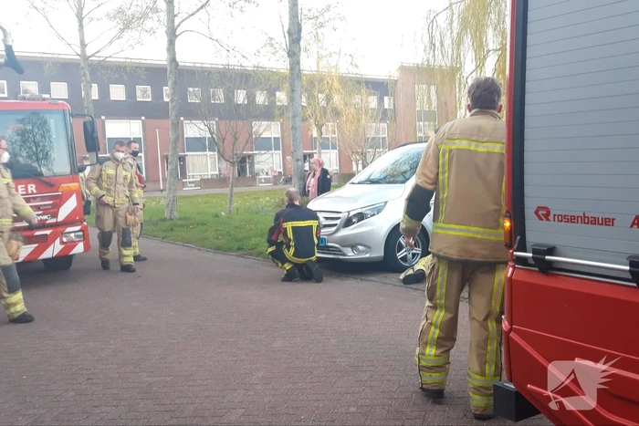 Kat vlucht boom in na beet van hond