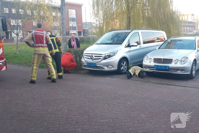 Kat vlucht boom in na beet van hond