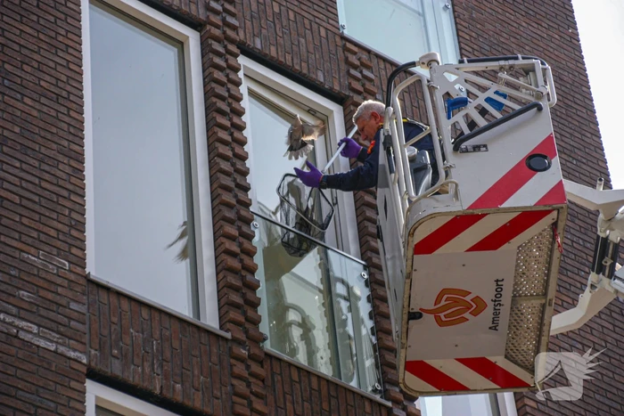 Duiven vast achter glasplaat
