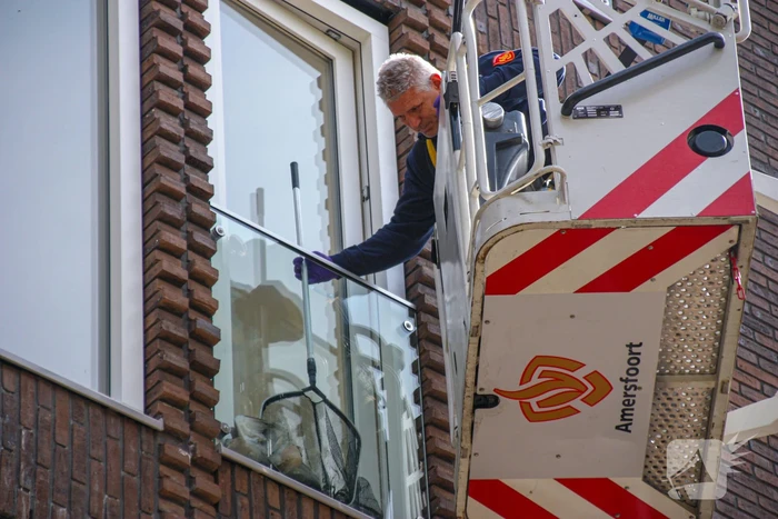 Duiven vast achter glasplaat