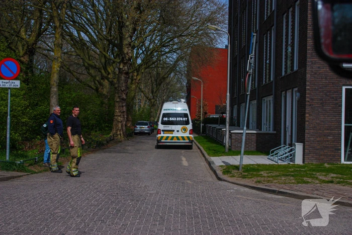 Duiven vast achter glasplaat