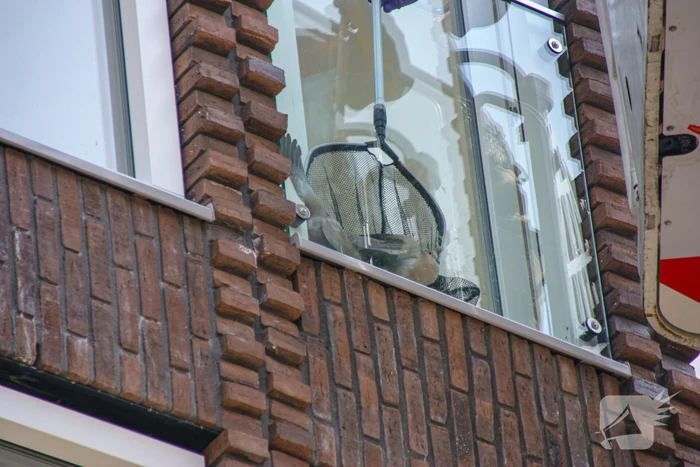 Duiven vast achter glasplaat