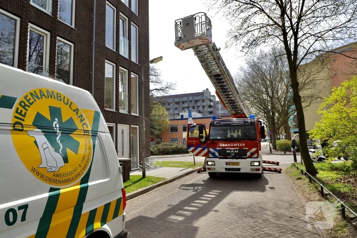 Duiven vast achter glasplaat