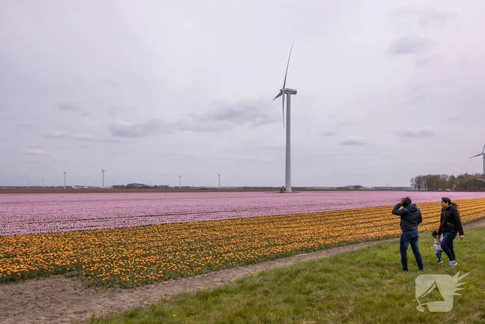 Bloembollenvelden Windpark trekt veel bekijks