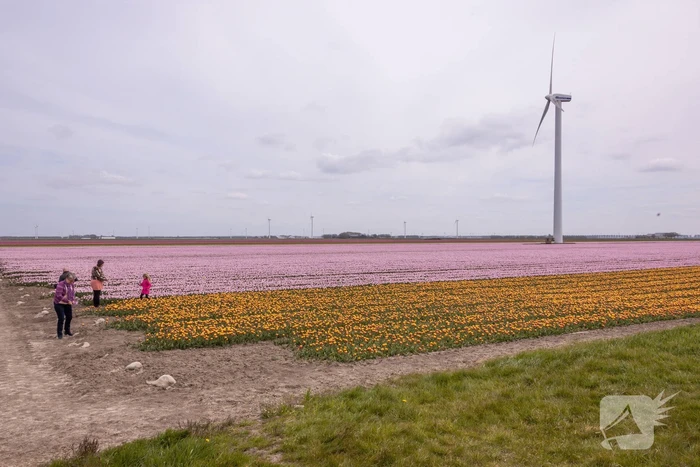 Bloembollenvelden Windpark trekt veel bekijks