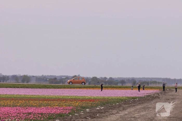 Bloembollenvelden Windpark trekt veel bekijks