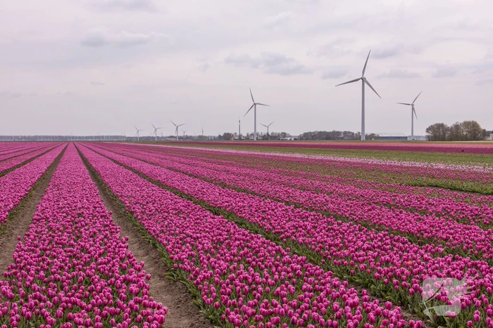 Bloembollenvelden Windpark trekt veel bekijks