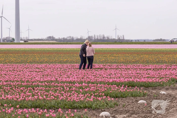 Bloembollenvelden Windpark trekt veel bekijks