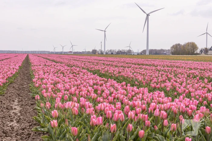 Bloembollenvelden Windpark trekt veel bekijks
