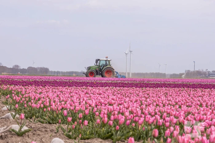 Bloembollenvelden Windpark trekt veel bekijks