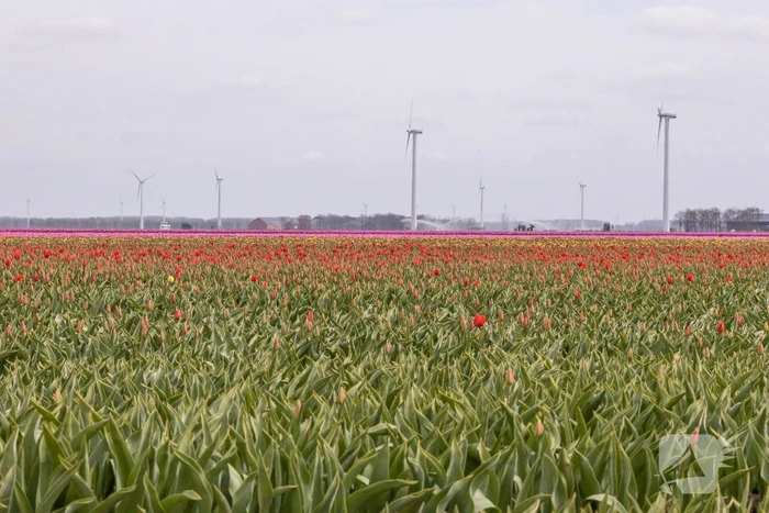 Bloembollenvelden Windpark trekt veel bekijks