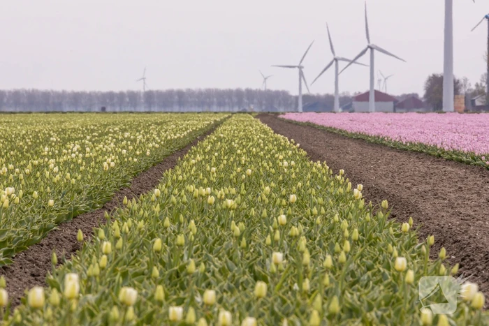Bloembollenvelden Windpark trekt veel bekijks