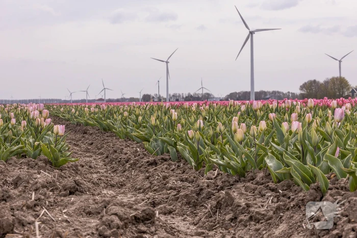 Bloembollenvelden Windpark trekt veel bekijks