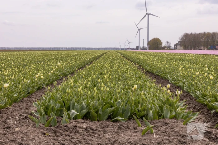 Bloembollenvelden Windpark trekt veel bekijks