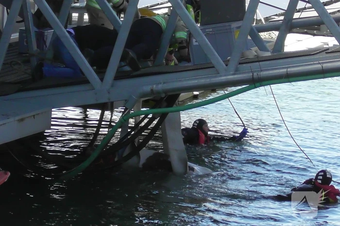 Koe belandt in water Floating Farm