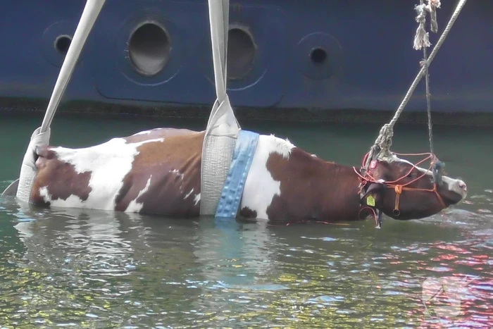 Koe belandt in water Floating Farm