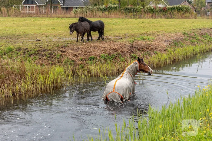 Brandweer en omstanders halen paard uit sloot