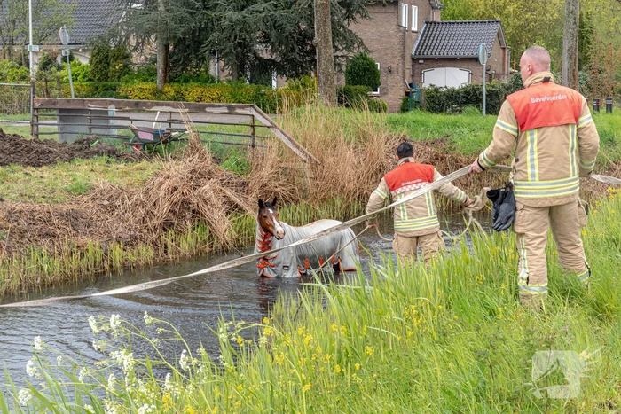 Brandweer en omstanders halen paard uit sloot