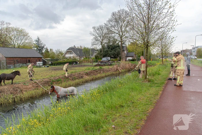 Brandweer en omstanders halen paard uit sloot