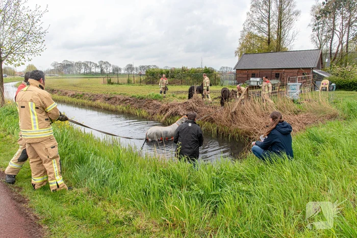 Brandweer en omstanders halen paard uit sloot