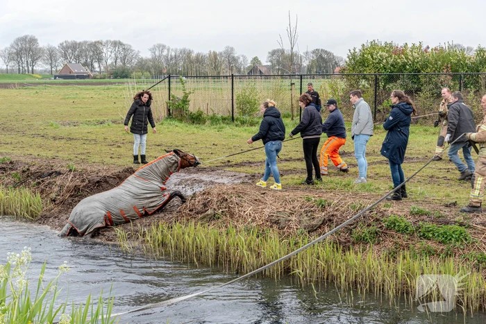 Brandweer en omstanders halen paard uit sloot