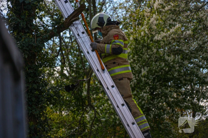 Brandweer bevrijdt vastzittende kraai uit boom