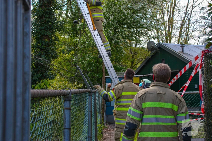 Brandweer bevrijdt vastzittende kraai uit boom
