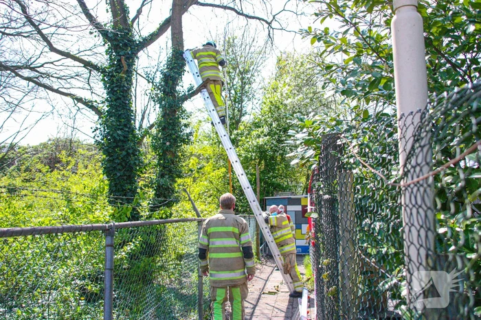 Brandweer bevrijdt vastzittende kraai uit boom
