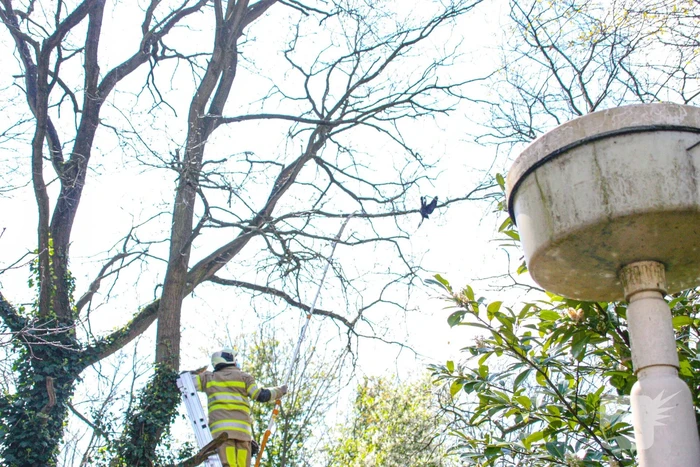 Brandweer bevrijdt vastzittende kraai uit boom