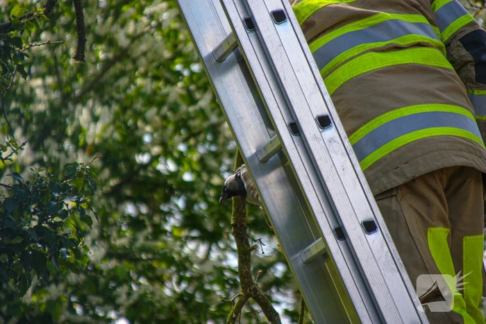 Brandweer bevrijdt vastzittende kraai uit boom