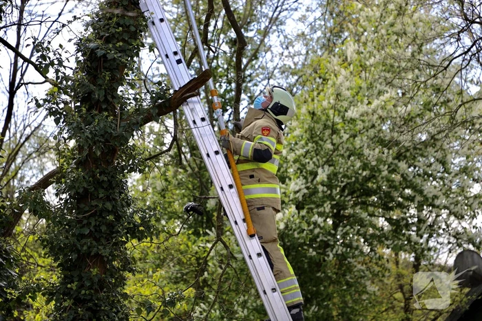 Brandweer bevrijdt vastzittende kraai uit boom