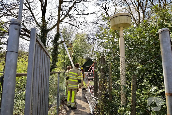 Brandweer bevrijdt vastzittende kraai uit boom