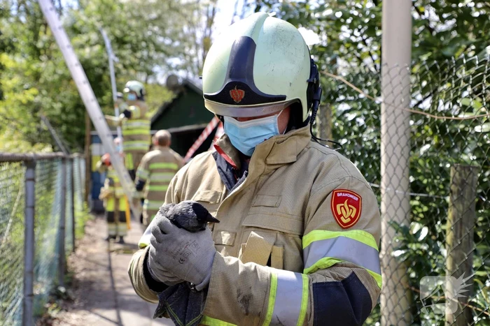 Brandweer bevrijdt vastzittende kraai uit boom