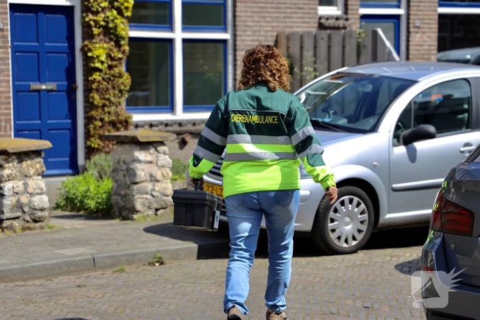 Brandweer bevrijdt vastzittende kraai uit boom