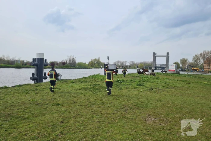 Brandweer heeft handen vol door reddingsactie