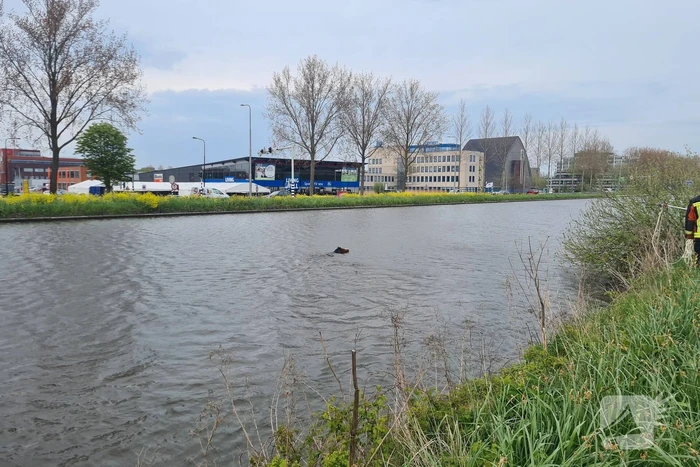 Brandweer heeft handen vol door reddingsactie