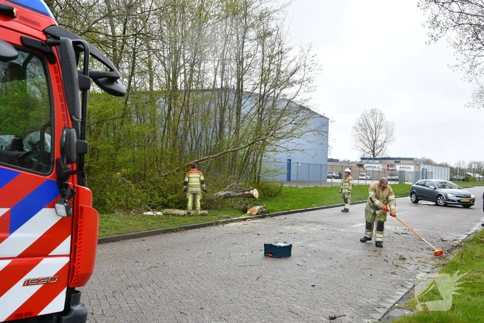 Grote boom omgewaaid op rijbaan